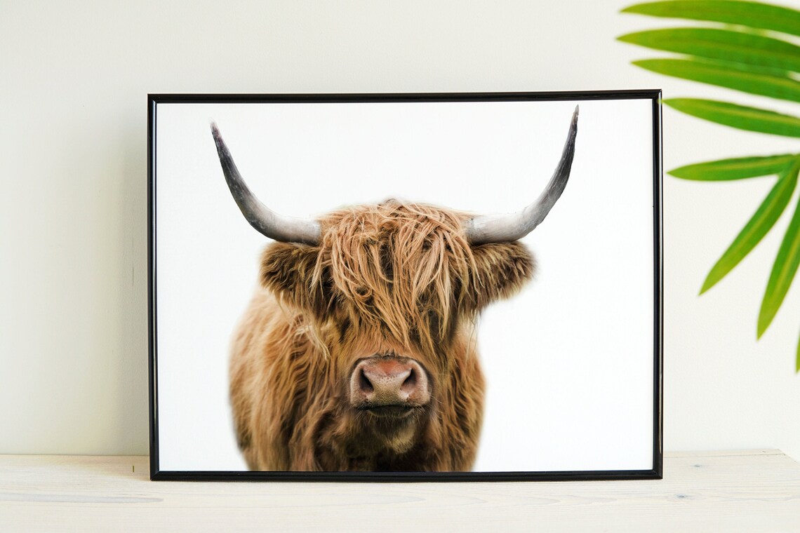 Highland Cow Art Print, Nature-Inspired Wall Decor