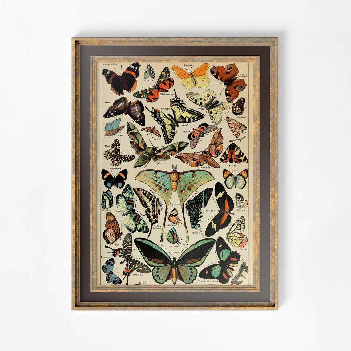 Alphonse Millot Art Nouveau Butterfly Floral Print