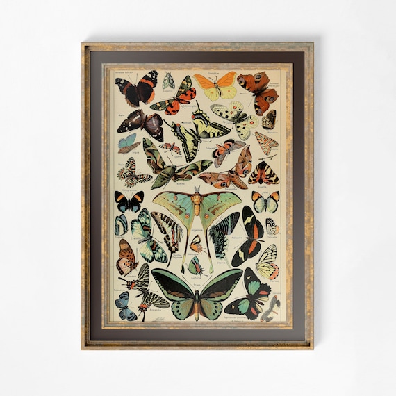 Alphonse Millot Art Nouveau Butterfly Floral Print