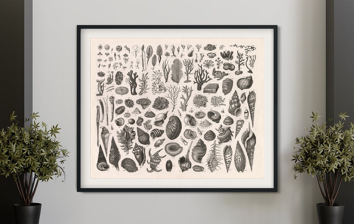 Vintage Shells Poster, Antique Sea Shells And Mollusks