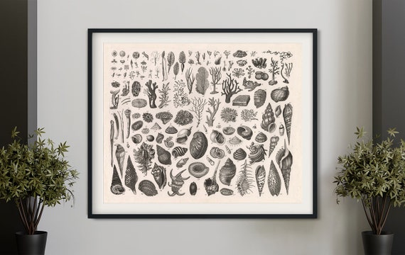Vintage Shells Poster, Antique Sea Shells And Mollusks
