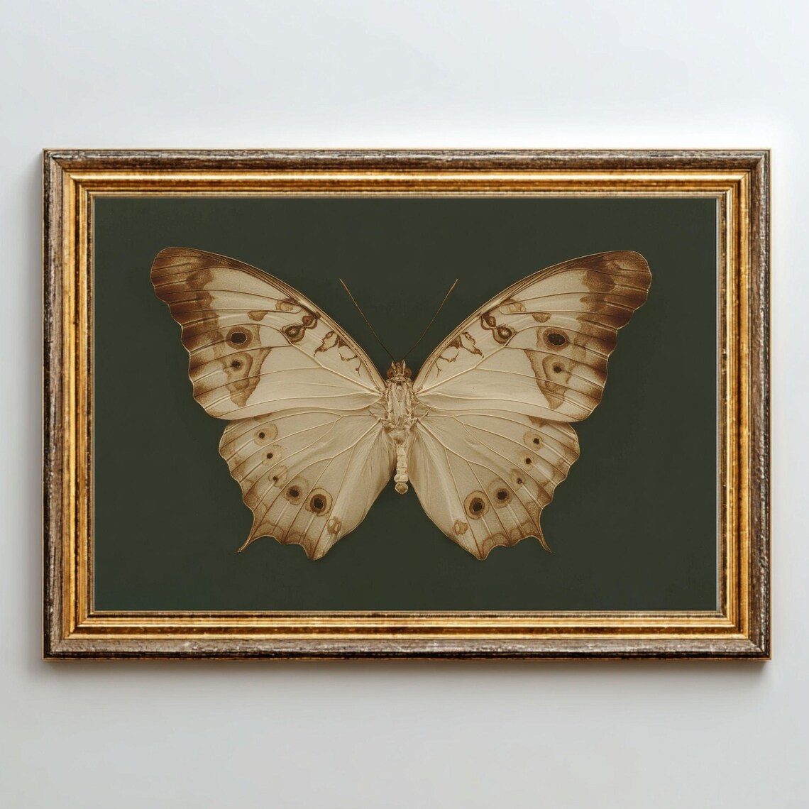 Vintage Butterfly, Moody Botanical Natural History