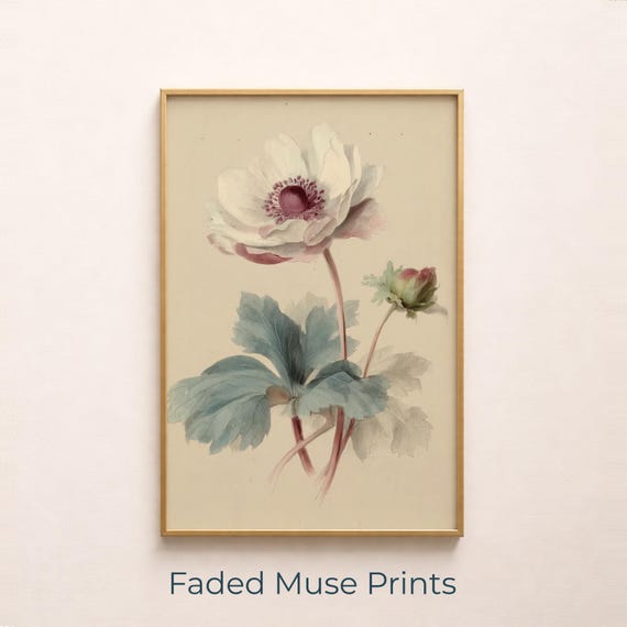 Vintage Anemone Botanical Illustration Soft Cottagecore Wall Art Digital Download 966