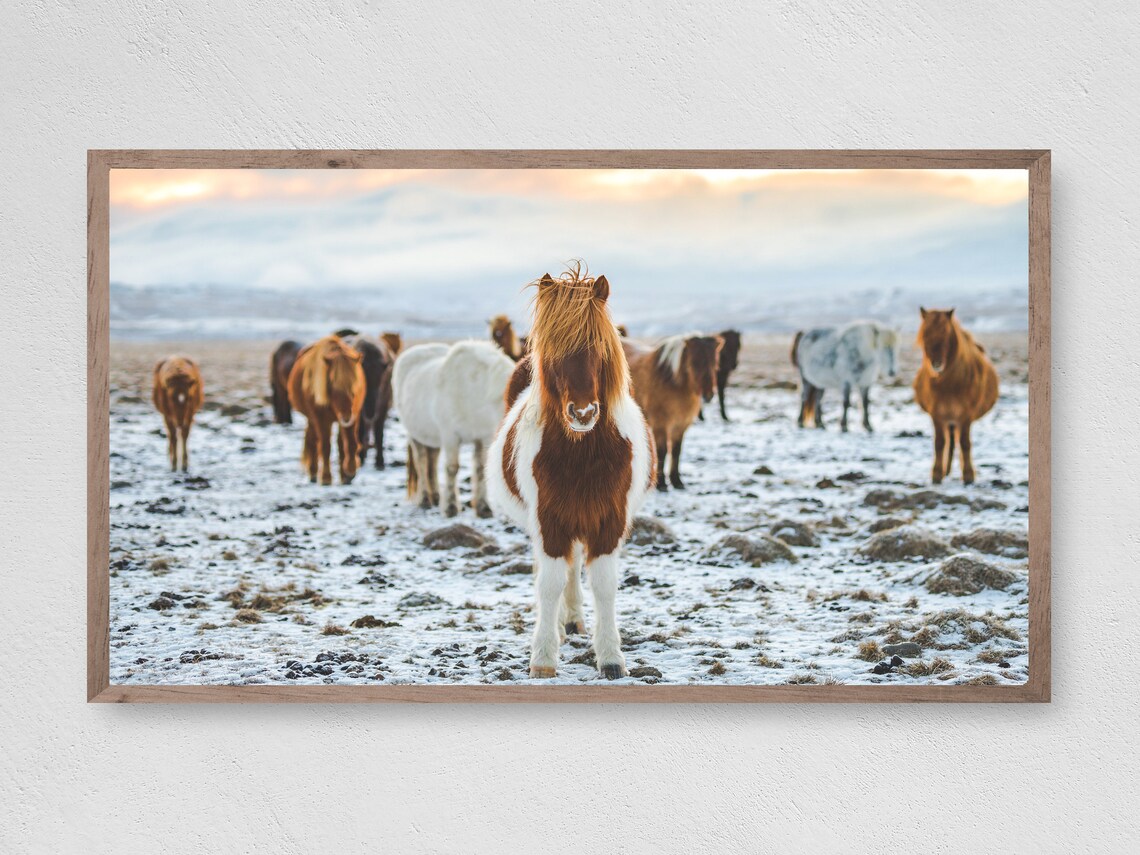 Snow Horses Art Print, Farm Animal Wall Art