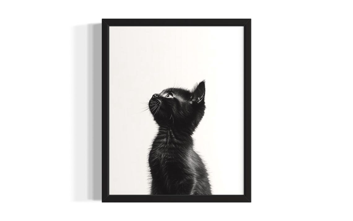 Tiny Black And White Kitten Looking Up In Studio Portrait Poster