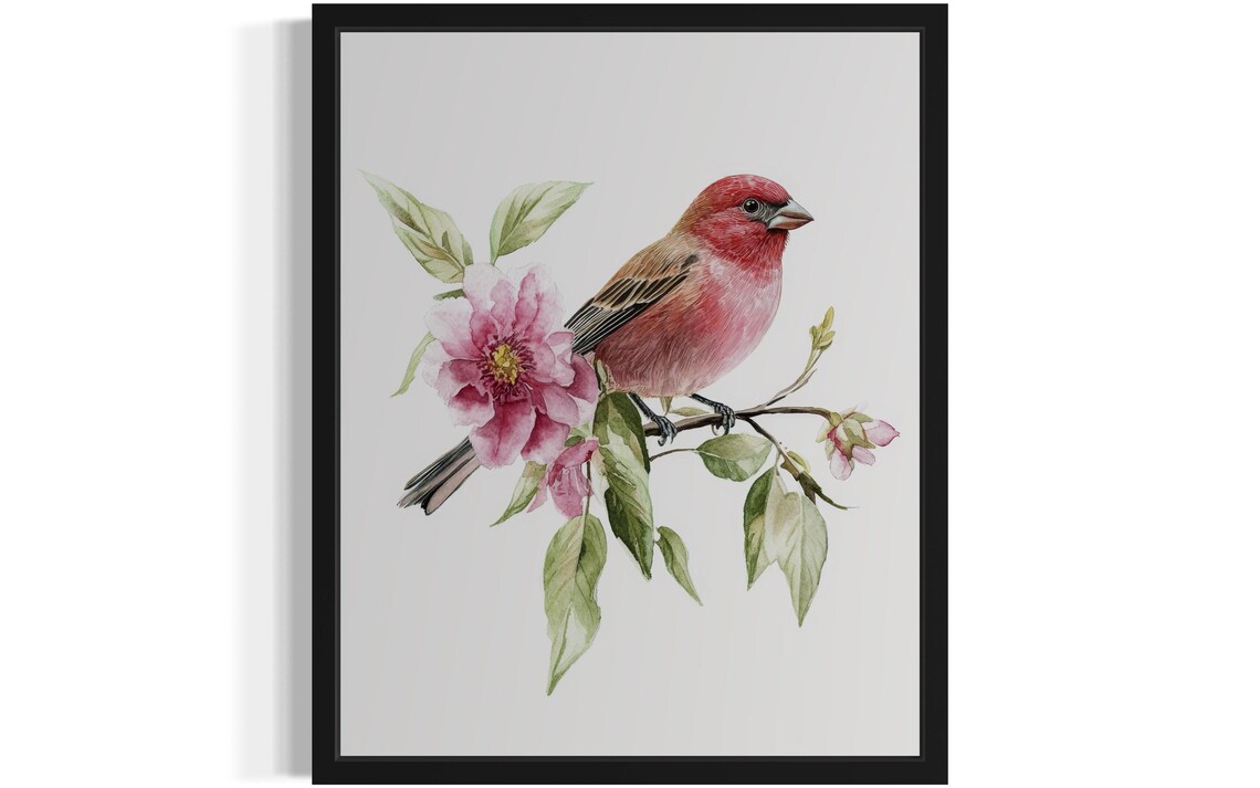 House Finch on a Flowering Branch Watercolor Songbird Poster