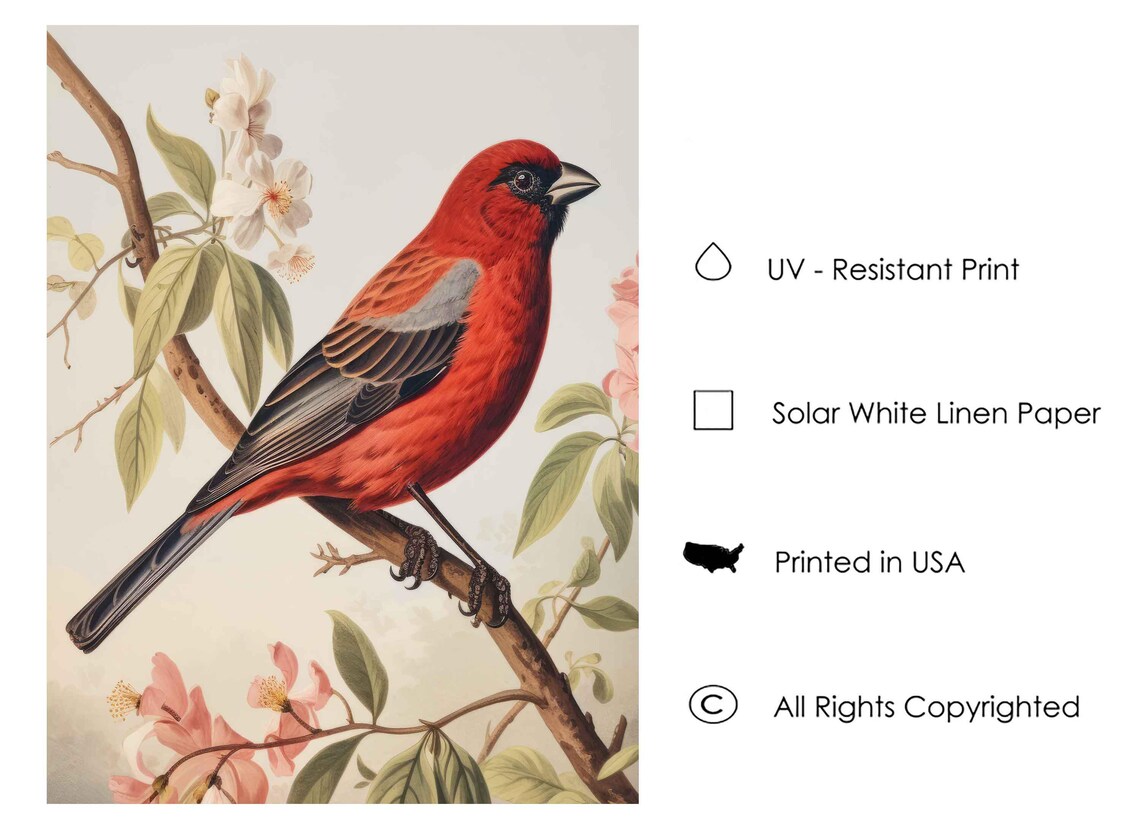 Scarlet Finch on a Blossoming Branch Vintage Bird Art Poster - Image 3