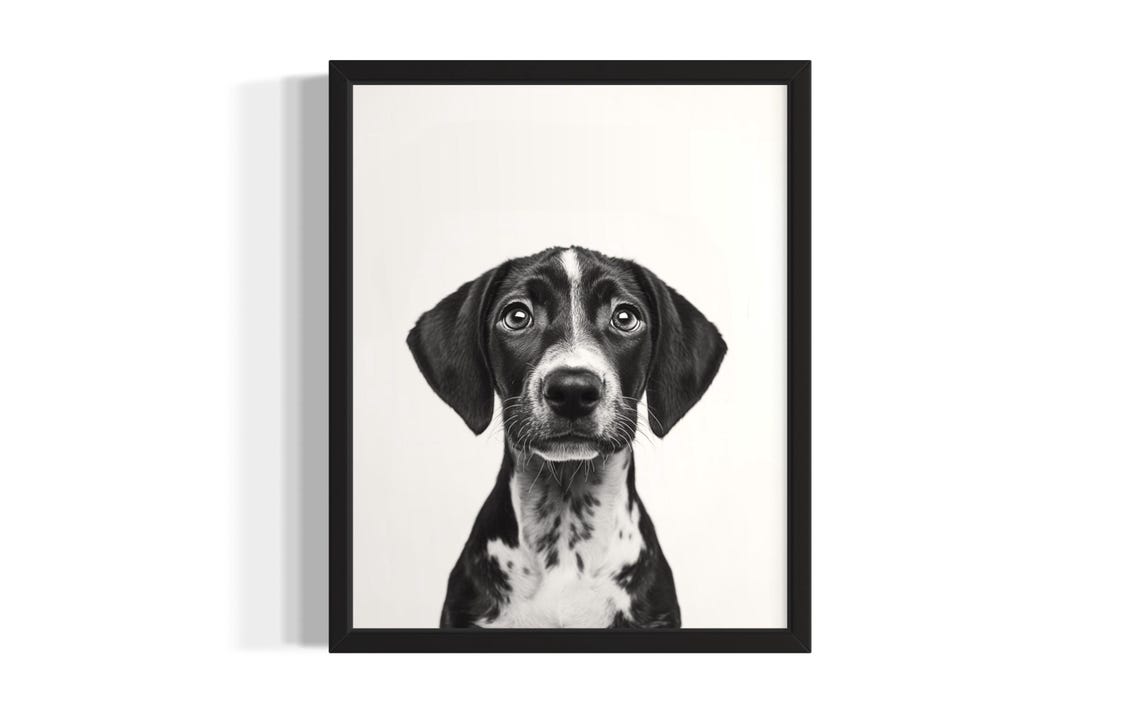German Shorthaired Pointer Puppy Black White Portrait Poster
