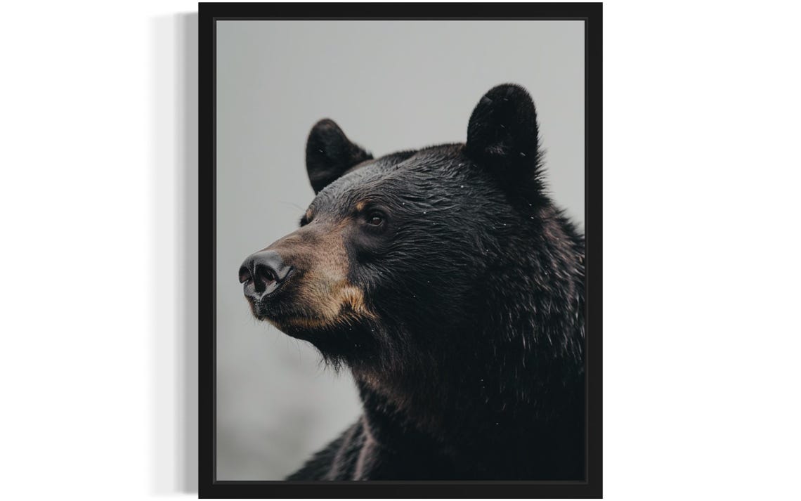 Black Bear Profile Close-Up Wildlife Photography Decor Poster