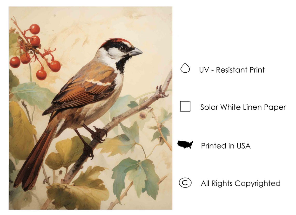 Sparrow Songbird Perched With Red Berries Vintage Bird Poster - Image 3