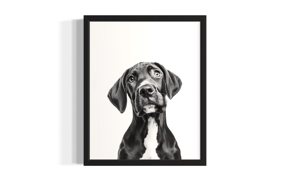 Great Dane Puppy Black And White Studio Portrait Dog Art Poster