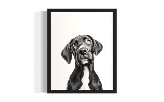 Great Dane Puppy Black And White Studio Portrait Dog Art Poster