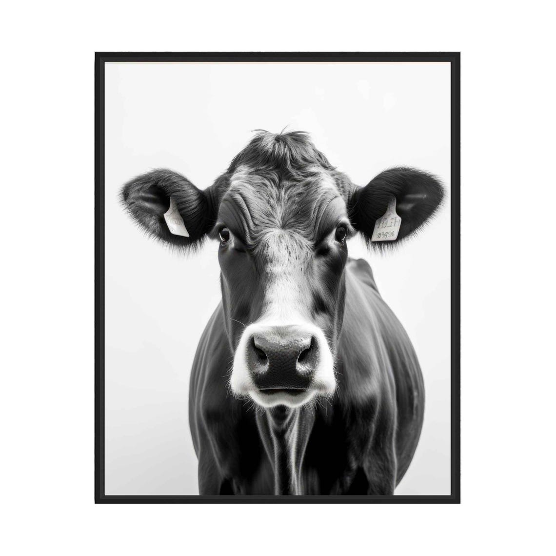 Curious Cow Face Close Up Front View Black and White Art Poster