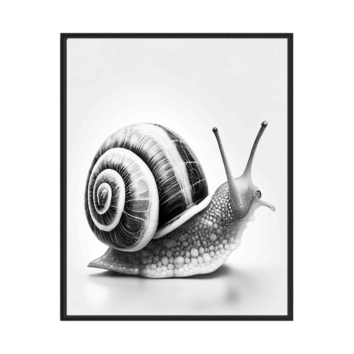 Snail Black and White Spiral Shell Macro Garden Portrait Poster