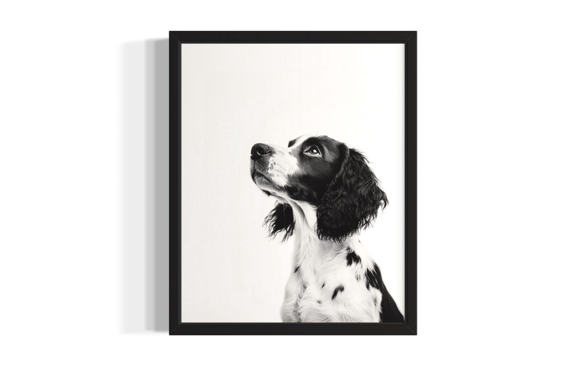 English Springer Spaniel Puppy Black and White Portrait Poster