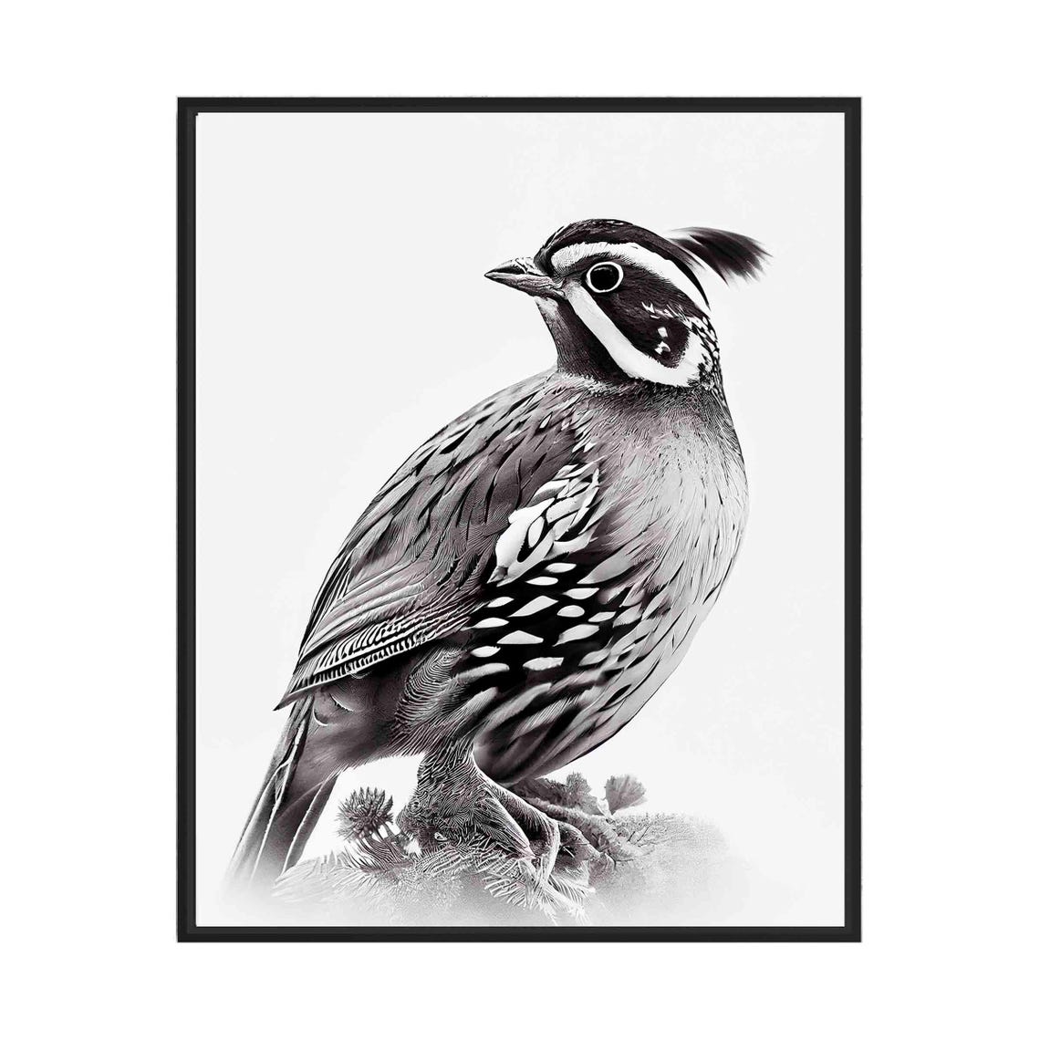 Crested Quail Perched Portrait in Black and White Art Poster
