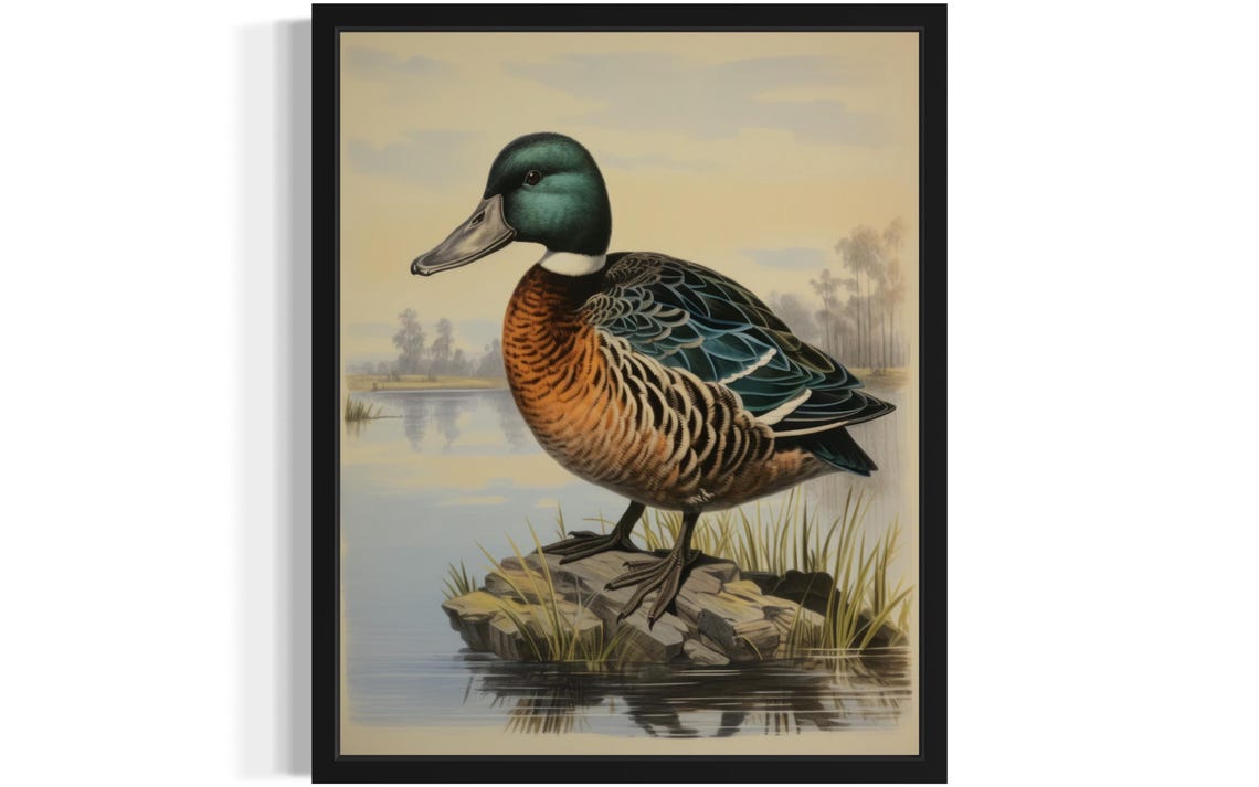 Northern Shoveler Drake Standing on a Rock by the Lake Vintage Poster