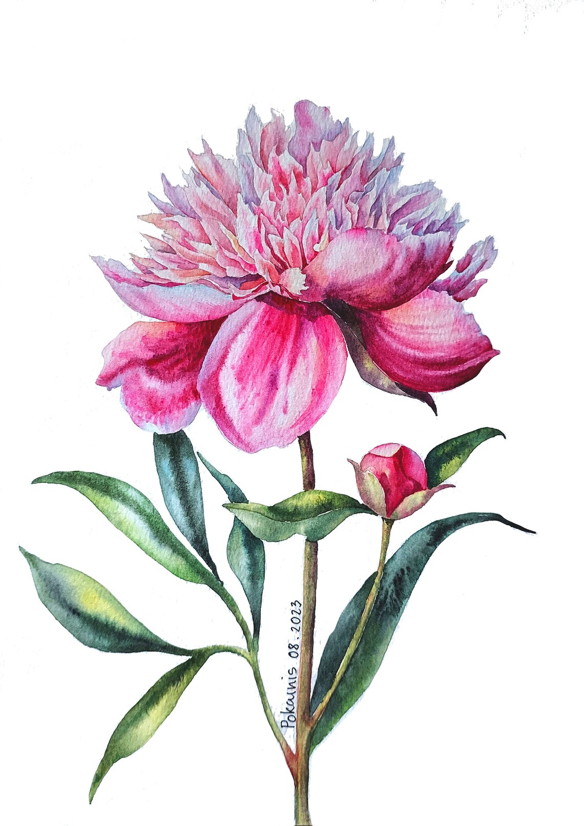 Peony Watercolor Painting, Botanical Spring Flower Art