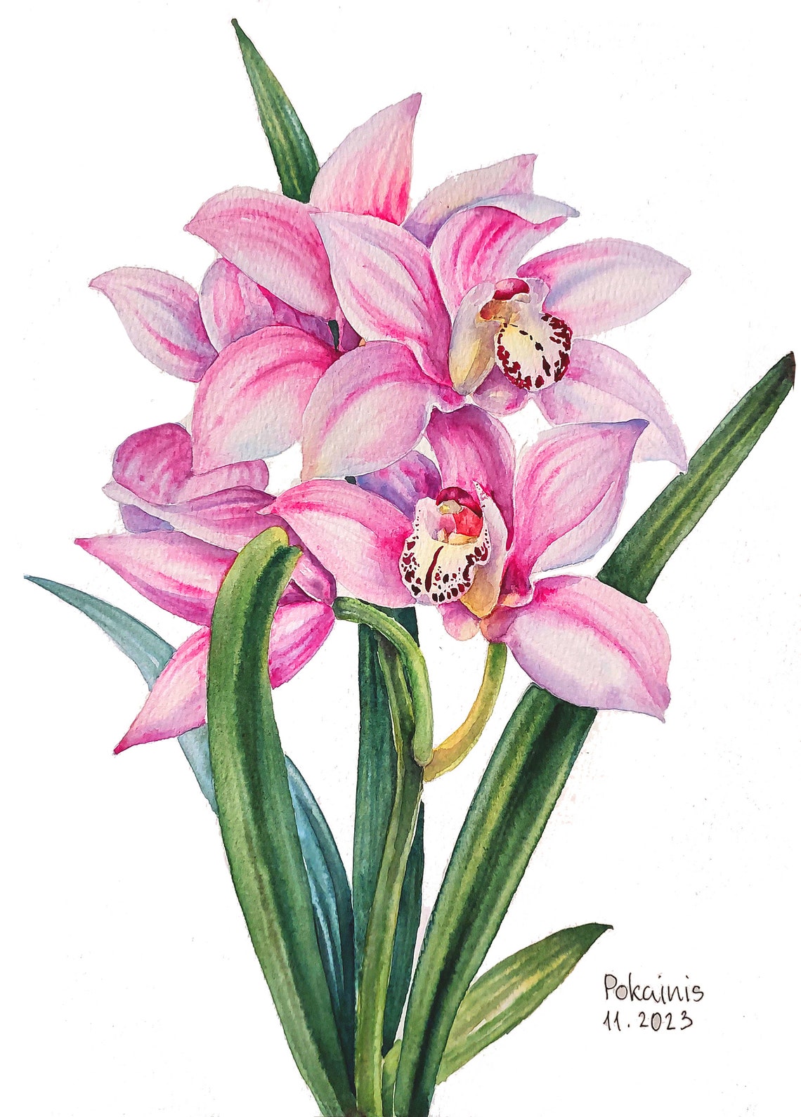 Soft Pink Cymbidium Orchids Slender Leaves Watercolor Poster