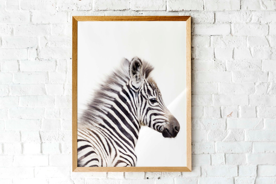 Baby Zebra Art Print Cute Baby Animal Nursery Decor