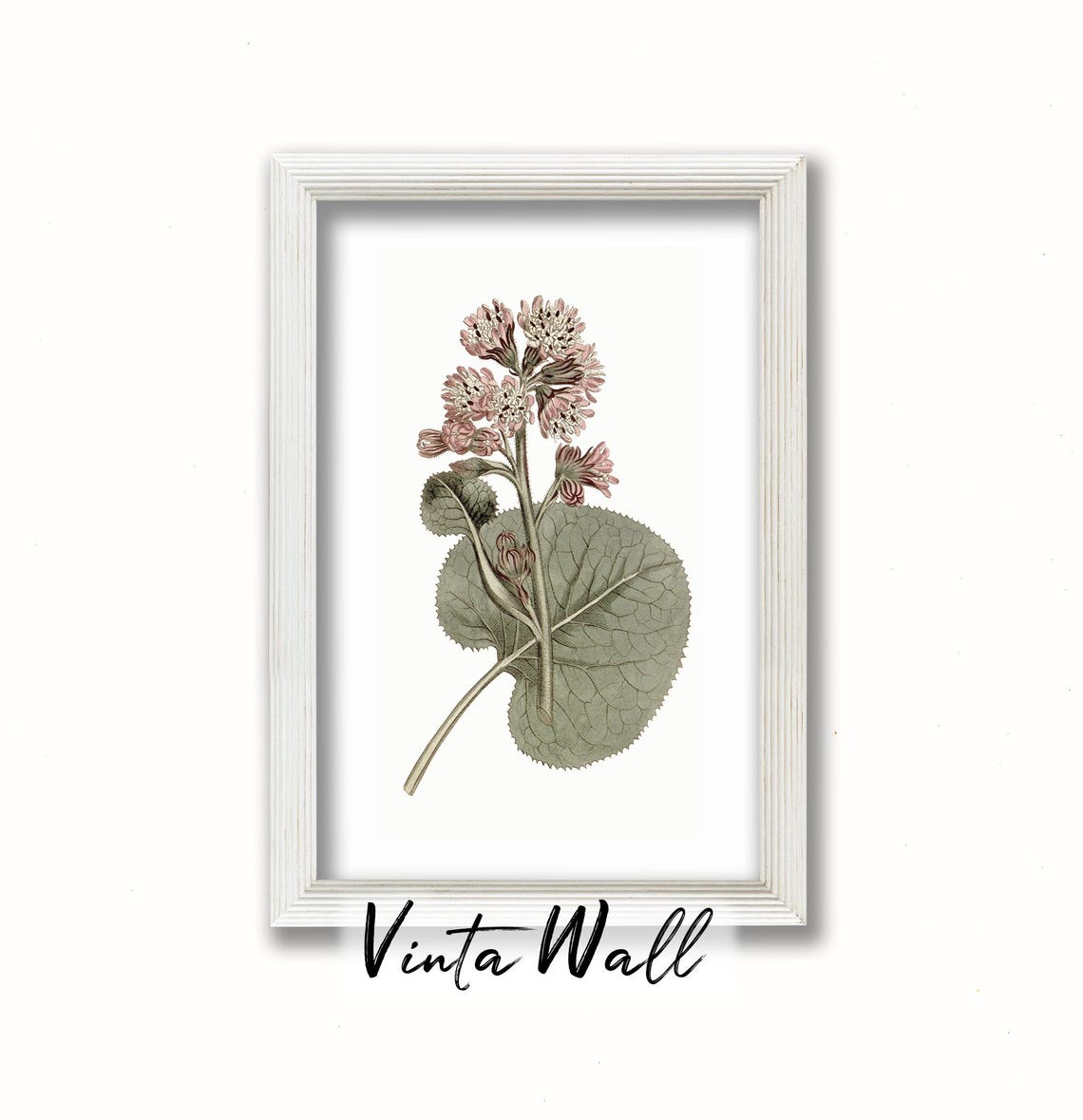 Pink Blossom Cluster with Round Leaves Vintage Botanical Poster - Image 2