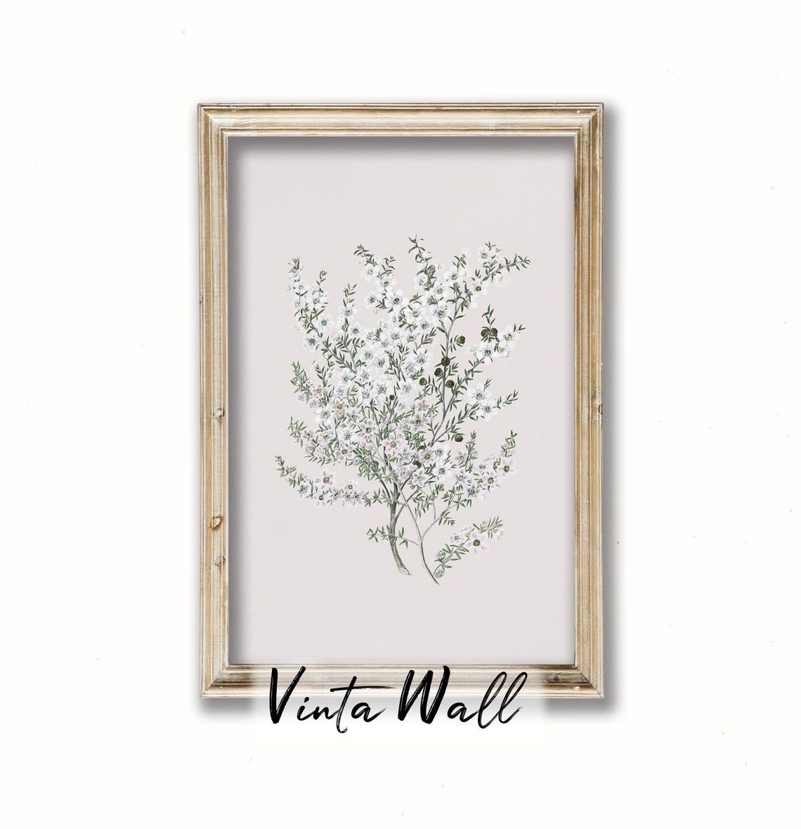White Blossom Botanical Branch Minimal Vintage Flower Study Poster