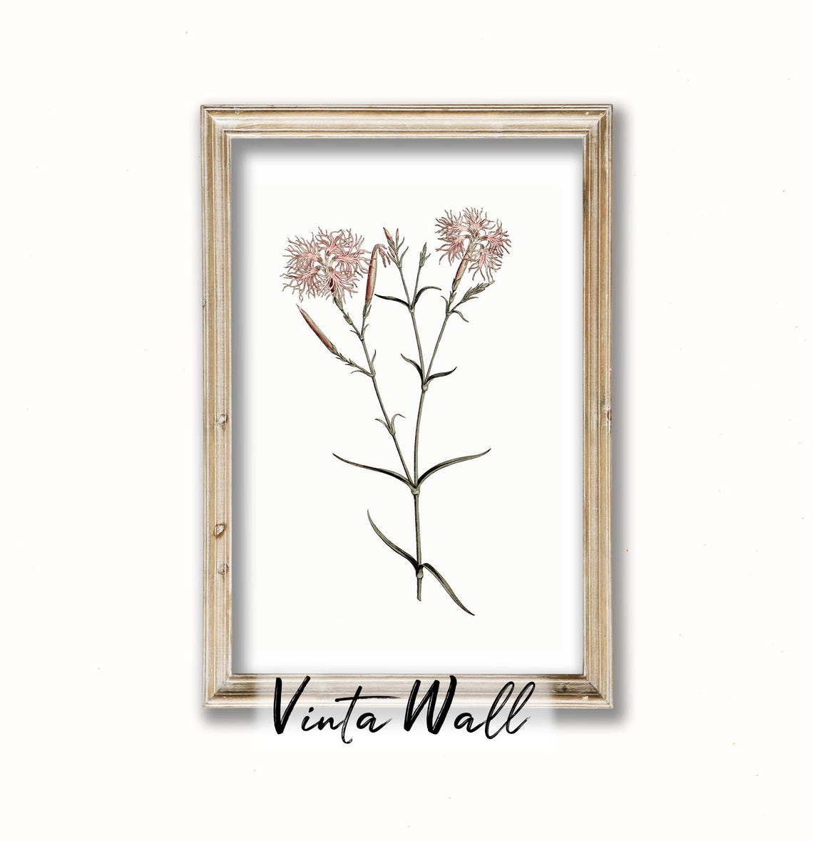 Fringed Pink Dianthus Blossoms Vintage Botanical Illustration Print