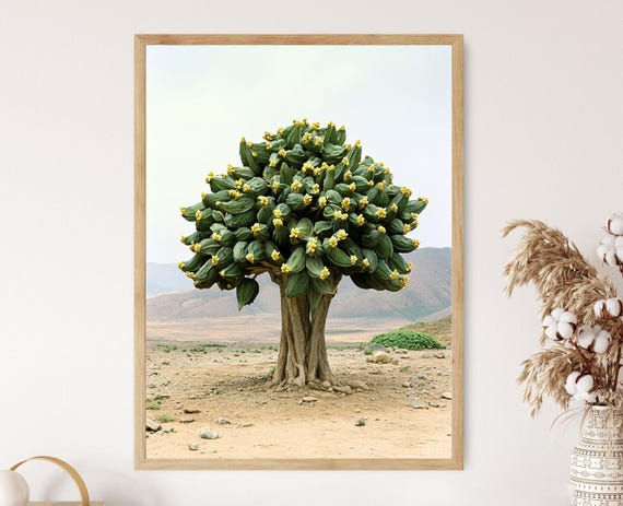 Rare Socotra Cucumber Tree Exotic Desert Art Unique Landscape