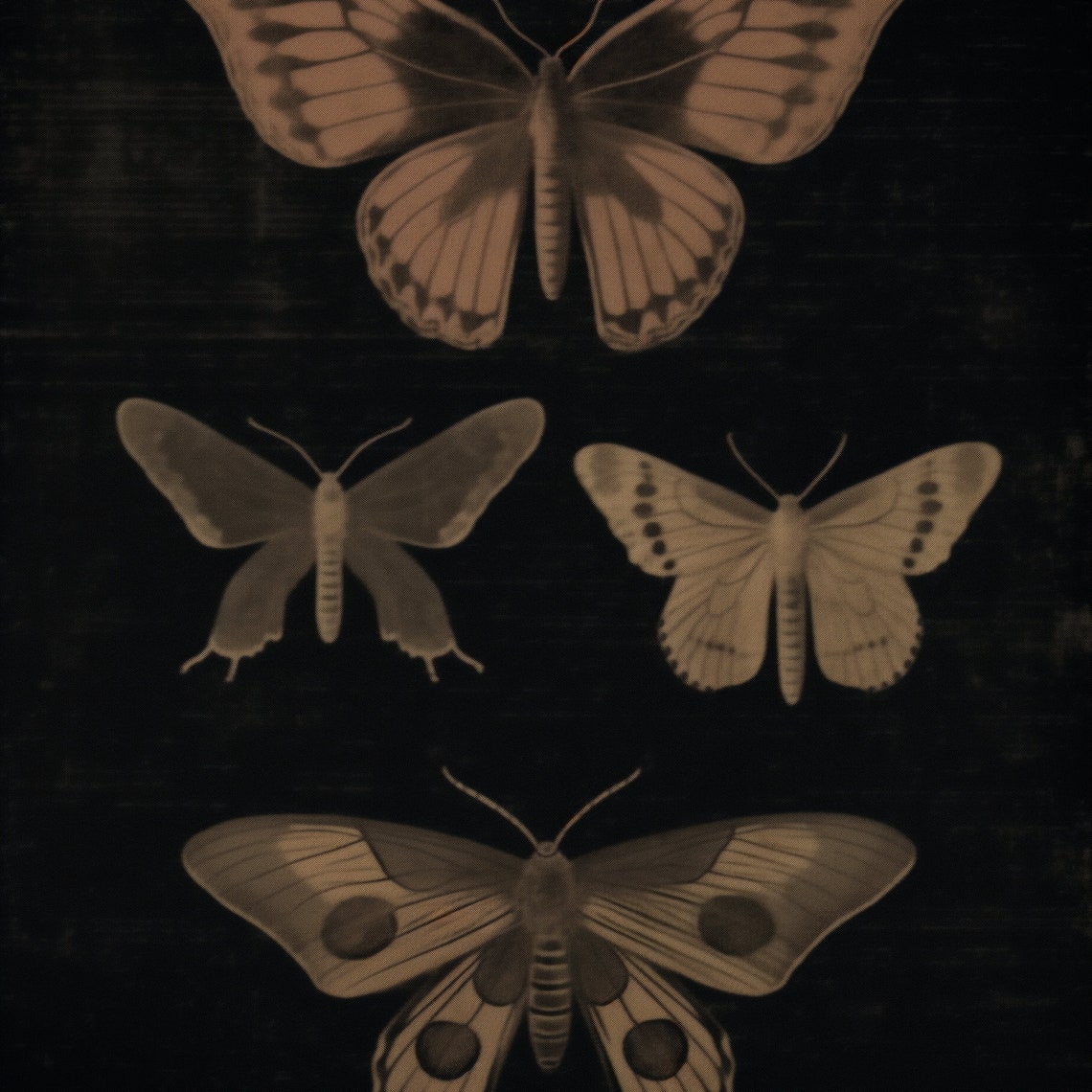 Dark Academia Moth Art Four Vintage Moths Black Background Poster - Image 2