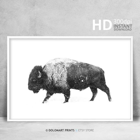 Bison Black and White Art Print, Wilderness Photography