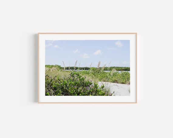 Bright Coastal Dune Grass Beach Vegetation Photography Print