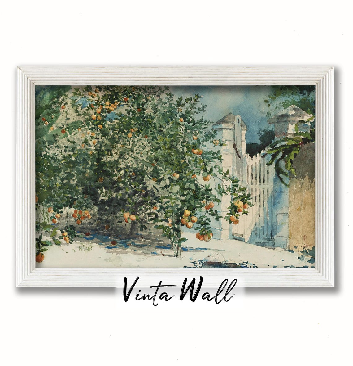 Orange Tree Heavy with Fruit by White Garden Gate Watercolor Poster - Image 4