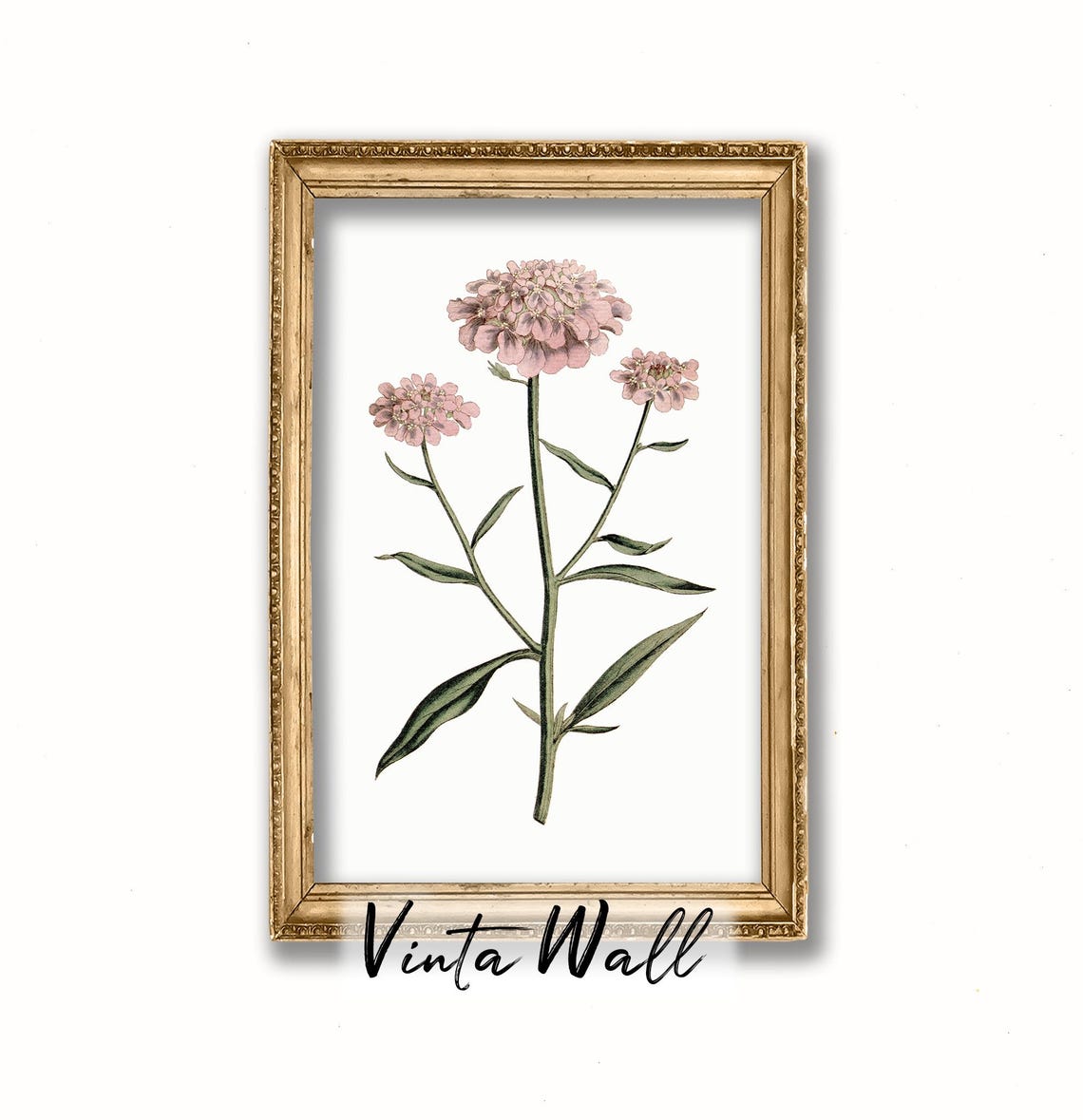 Pink Candytuft Bloom Clusters Vintage Botanical Illustration Poster - Image 4
