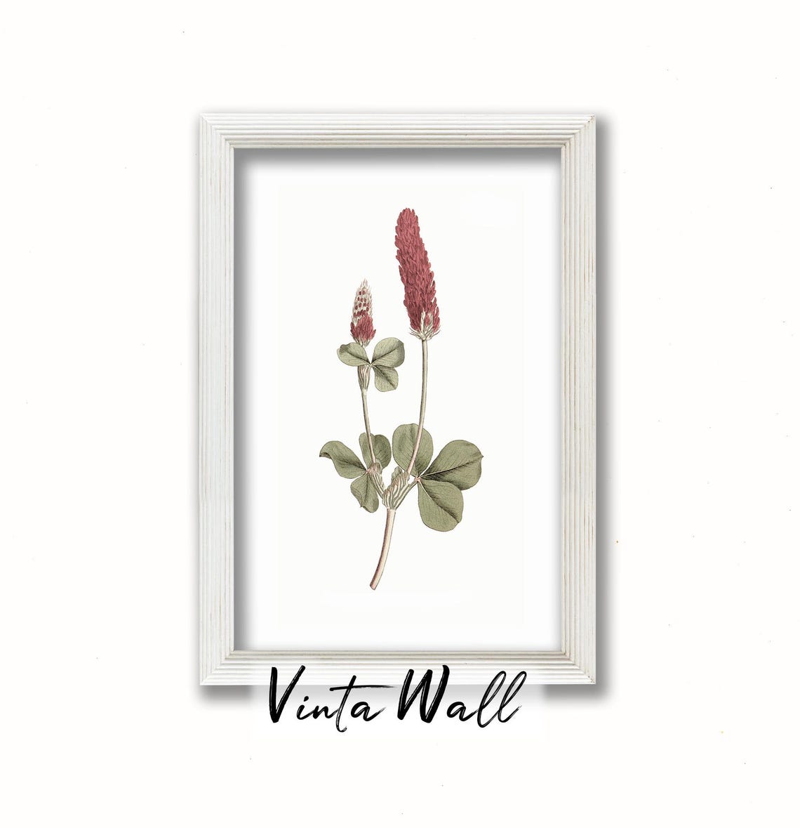 Crimson Clover Wildflower Vintage Botanical Illustration Art Print - Image 3