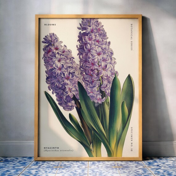 Purple Hyacinth Vintage Botanical Specimen No 12 Blooms Art Poster