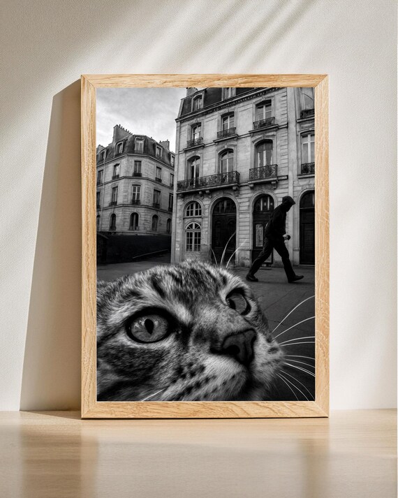 Funny Paris Street Cat Black White Tabby Photo Urban Art Poster
