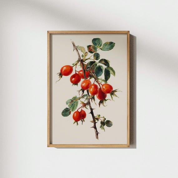 Rose Hip Botanical Wall Art Red Berry Branch Print Autumn Decor Kitchen Vintage Prints