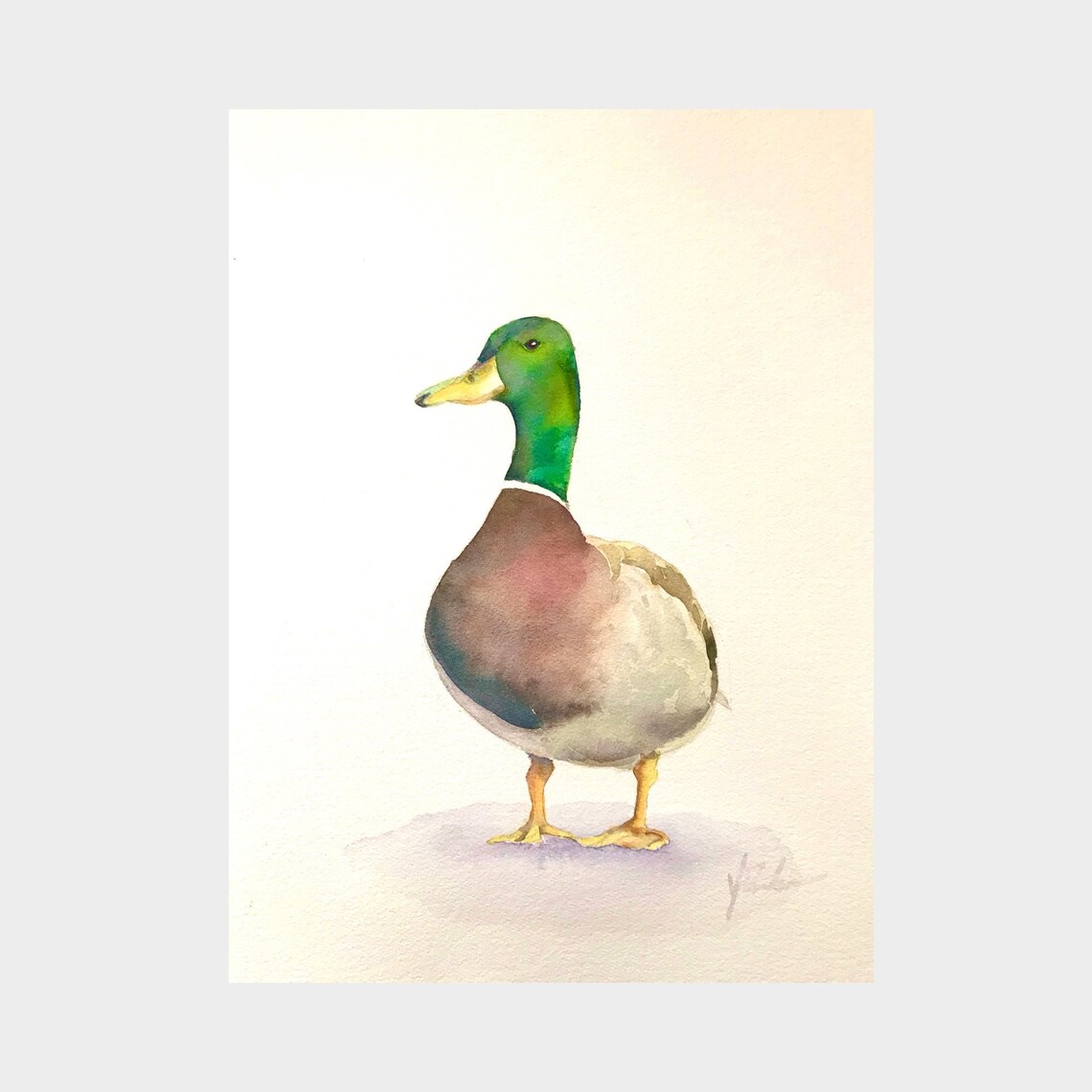 Elegant Mallard Drake in Profile Watercolor Bird Portrait Poster - Image 6
