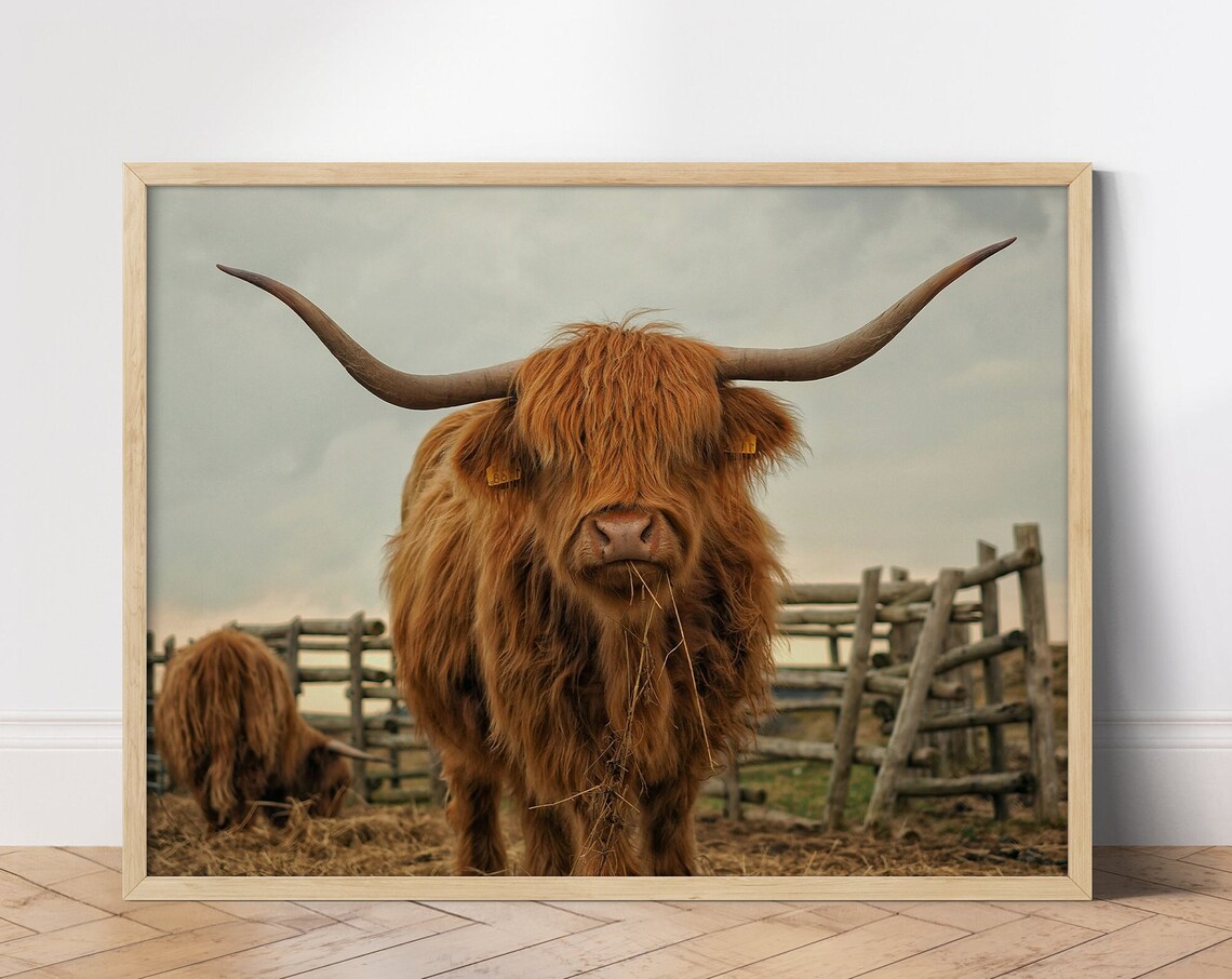 Brown Highland Cow in the Pasture Longhorn Cattle Photo Poster