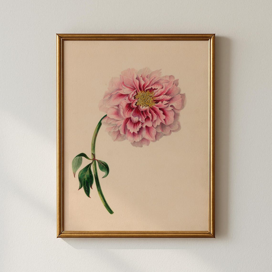 Vintage Pink Peony Botanical Flower Illustration Poster Romantic