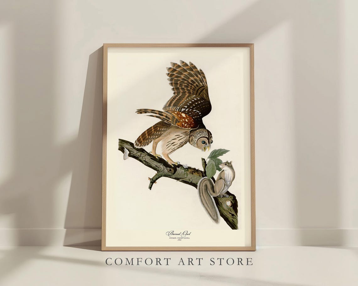 Barred Owl With Squirrel Vintage Audubon Bird Engraving Poster - Image 8