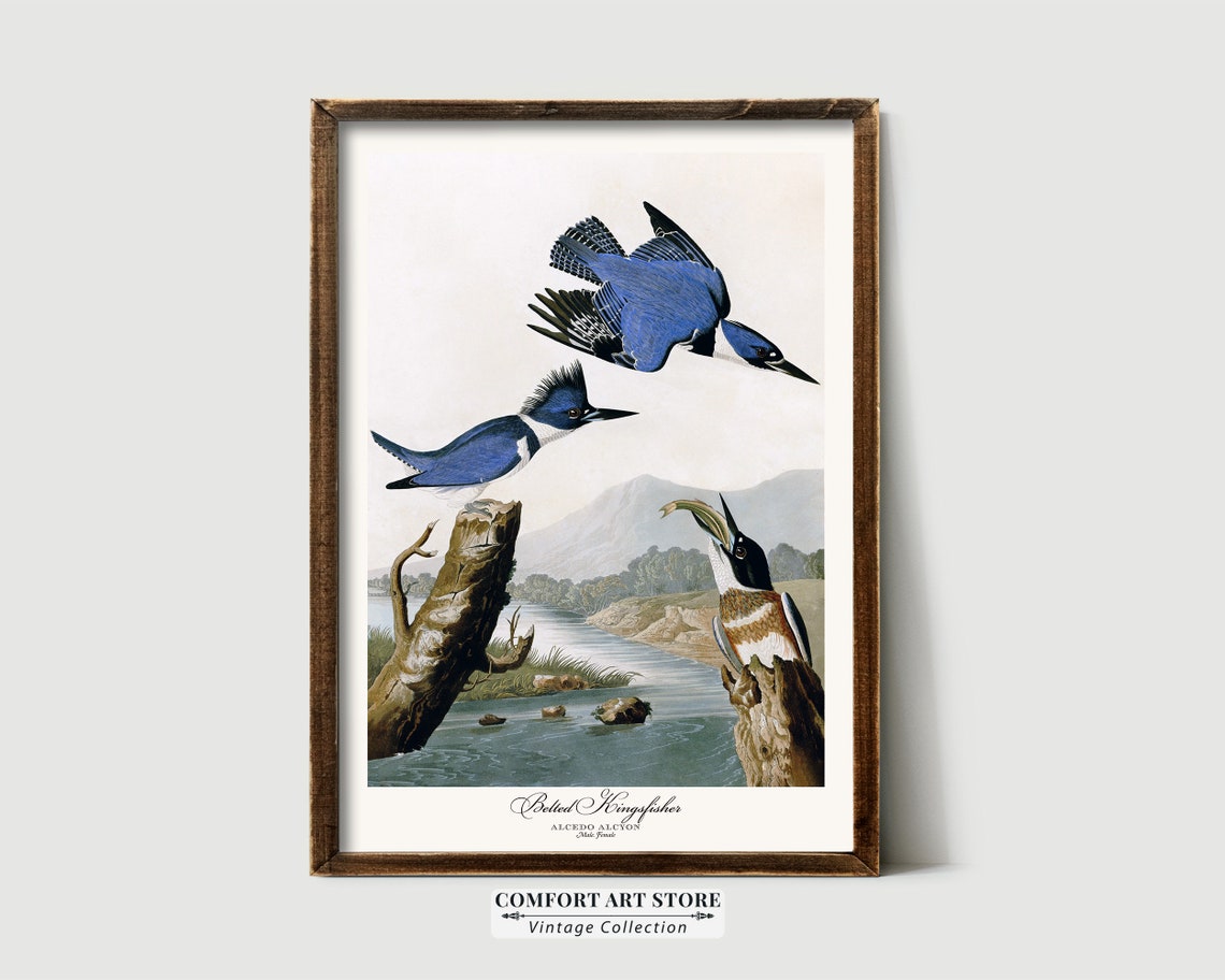 Belted Kingfisher Audubon Style Vintage River Bird Trio Nature Poster - Image 2