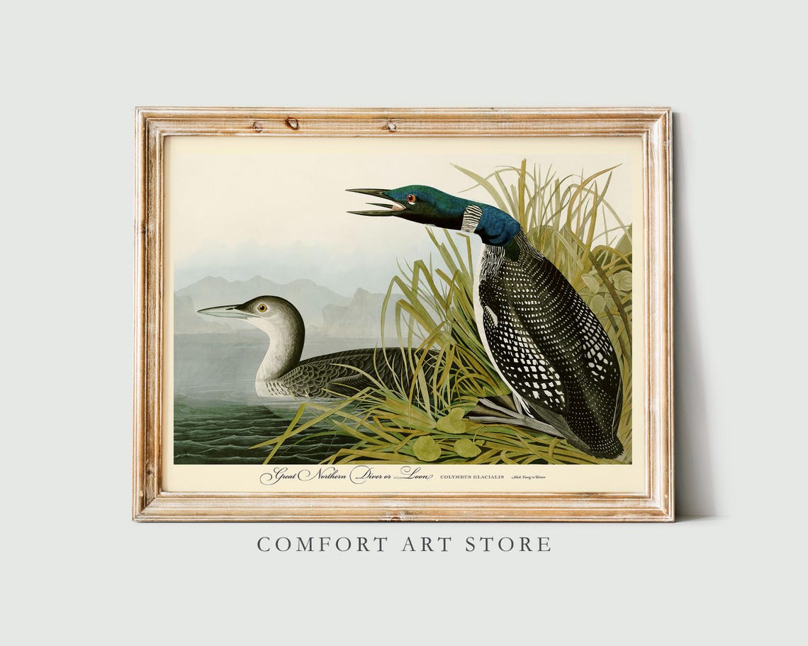 Great Northern Diver Loon Audubon Vintage Bird Gallery Wall Poster