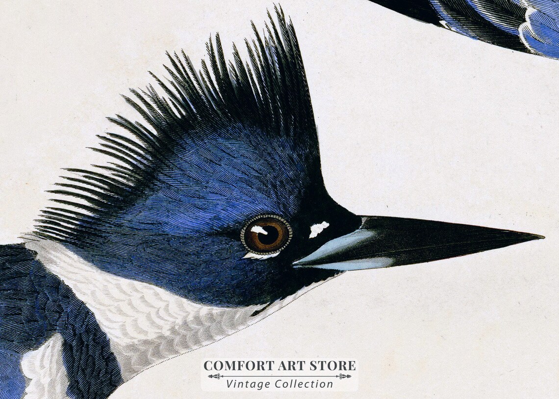 Belted Kingfisher Audubon Style Vintage River Bird Trio Nature Poster - Image 3