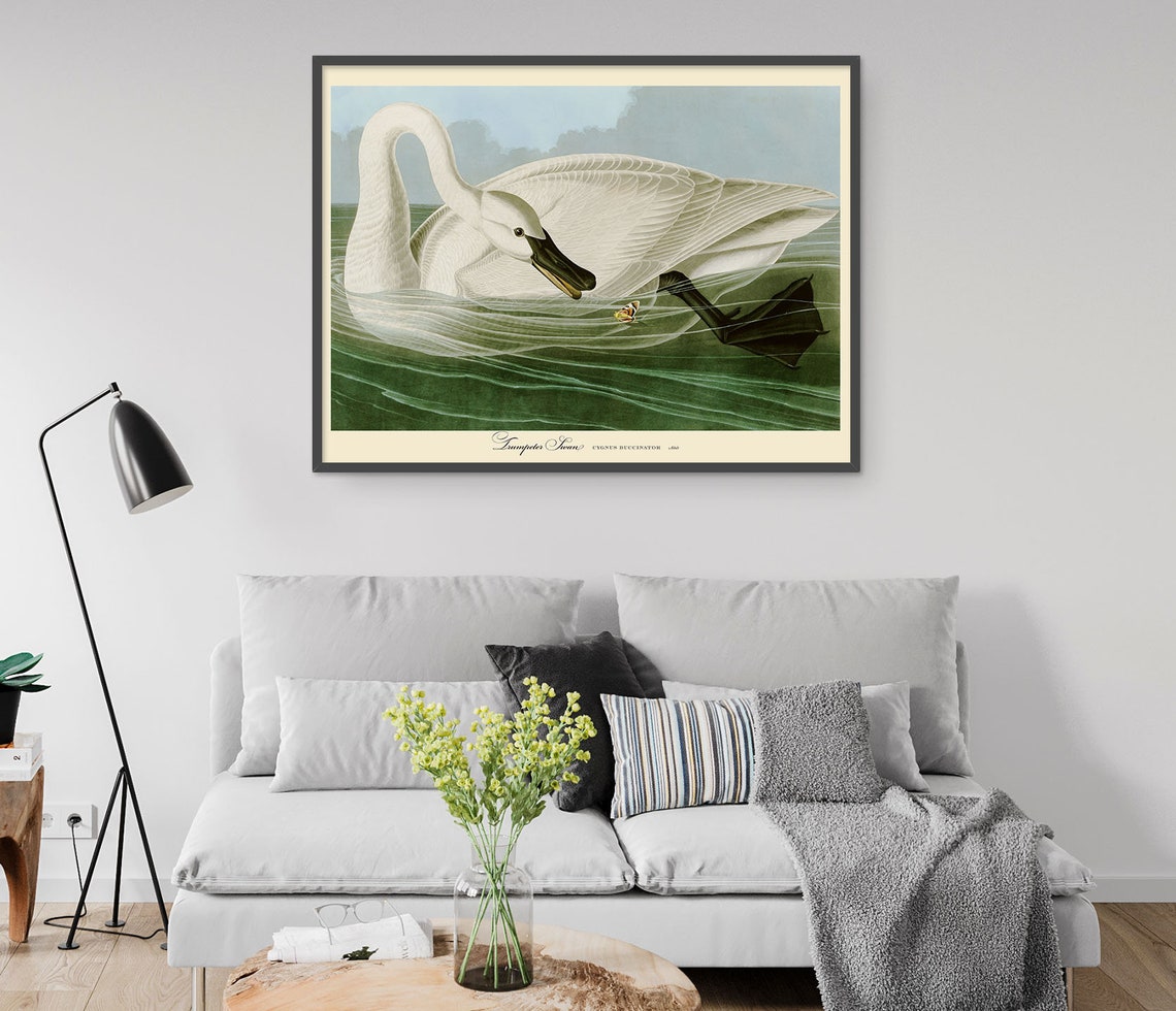 Elegant Trumpeter Swan Vintage Natural History Bird Art Poster - Image 4