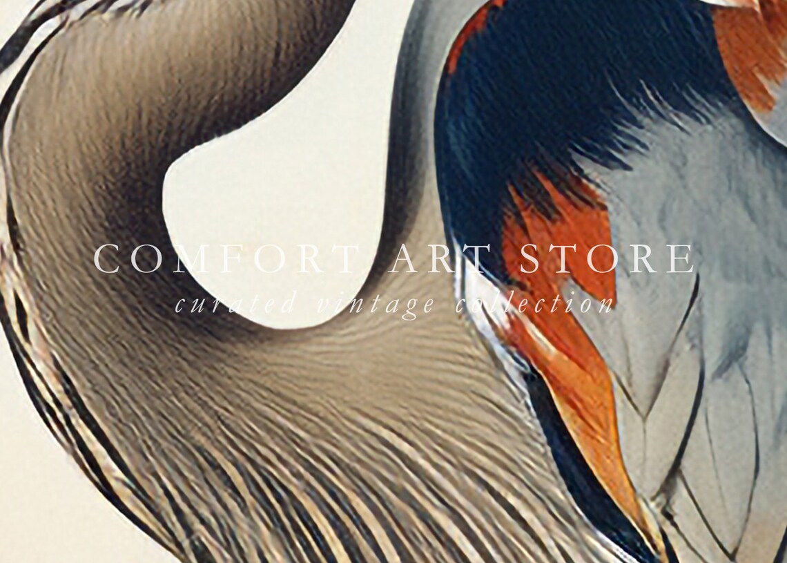 Audubon Style Blue Heron Vintage Nature Art Print - Image 3