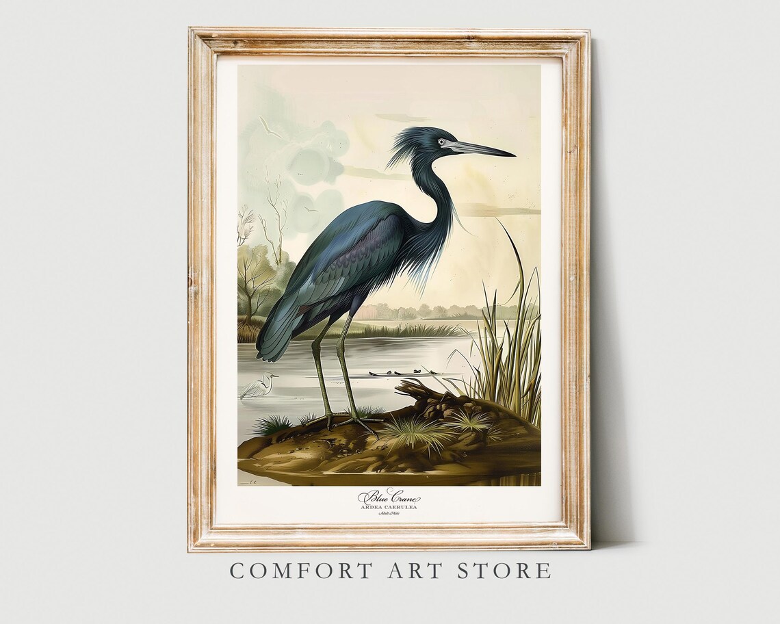 Blue Crane Heron in the Marsh Vintage Audubon Bird Art Poster