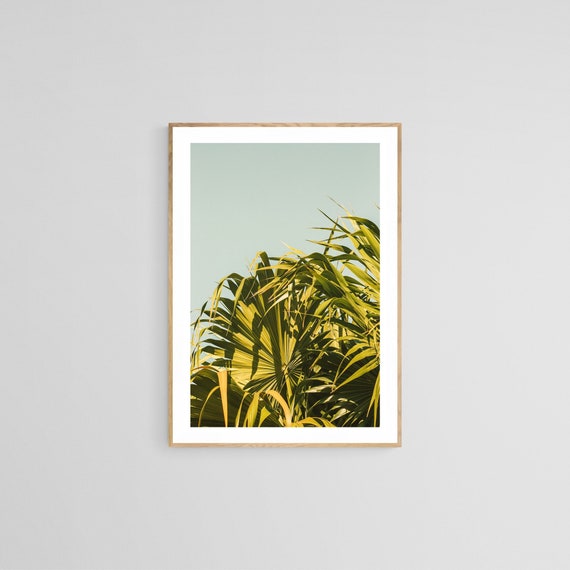 Palm Tree Print, Tropical California Photograph