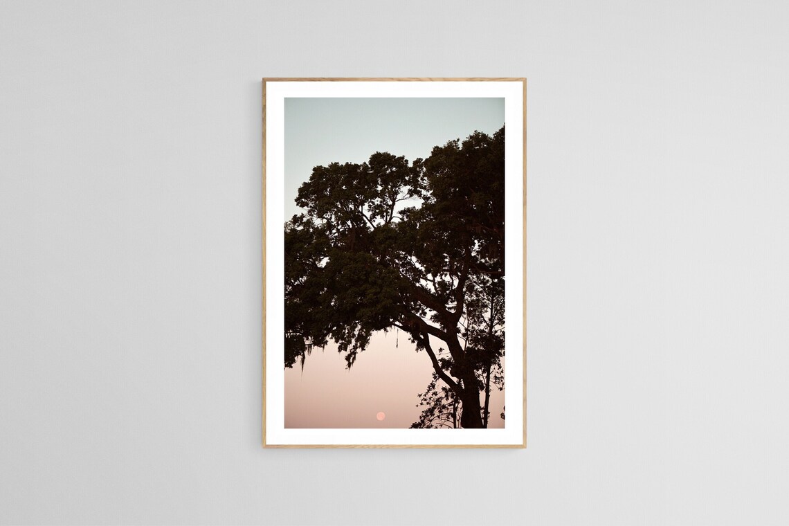 Live Oak and Moon Photograph, Charleston Landscape