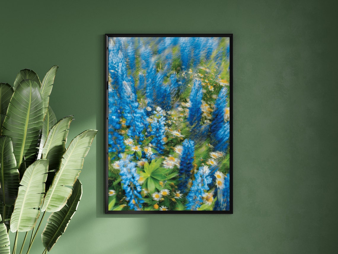 Blue Lupine Wildflower Meadow Field Photography Decor Poster